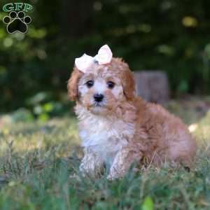 Willow, Cavapoo Puppy